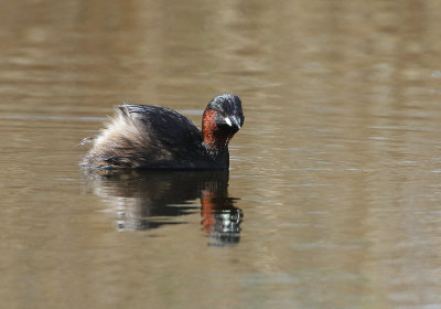 Little Grebe