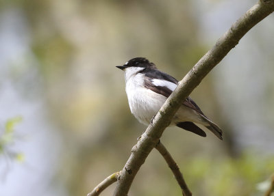 Pied Flycatcher