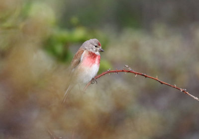 Linnet