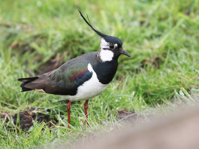 Northern Lapwing