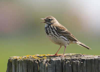 Meadow Pipit