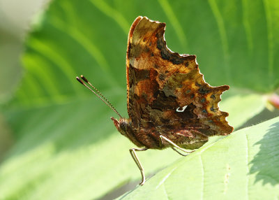 Comma Butterfly