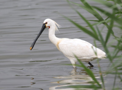 Eurasian Spoonbill