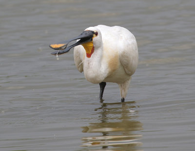 Eurasian Spoonbill