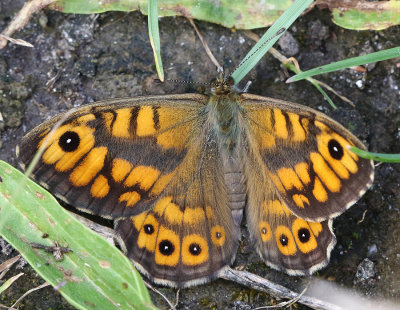 Wall Brown