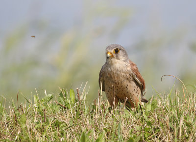 Kestrel