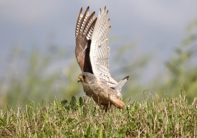 Kestrel