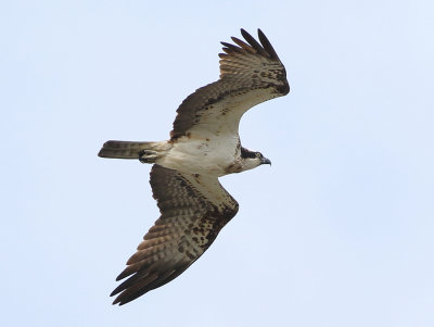 Osprey