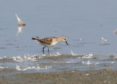 Little Stint