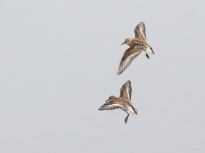 Little Stint