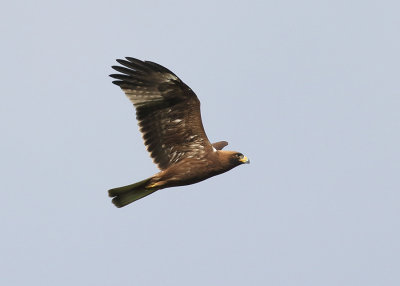 Booted Eagle