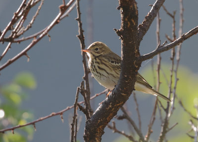 Tree Pipit