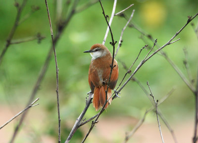 Yellow-chinned Spinetail