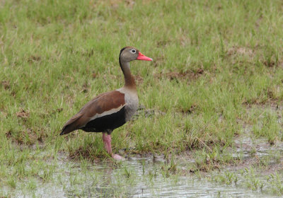 Black-bellied Whistling-Duck