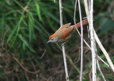 Sooty-fronted Spinetail