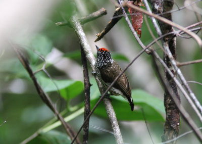 White-wedged Piculet