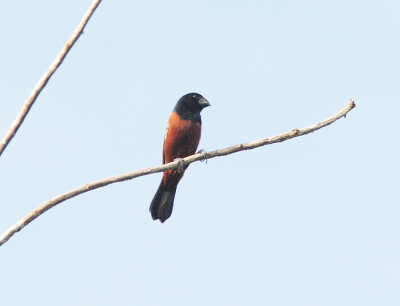 Chestnut-bellied Seed-Finch