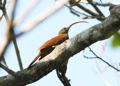 Red-billed Scythebill