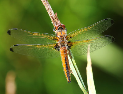 Dragonflies in The Netherlands