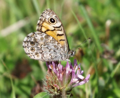 Wall Brown