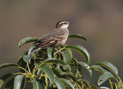 Long-tailed (Cipo) Cinclodes