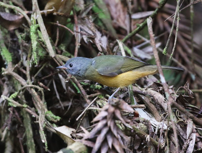 Grey-hooded Flycatcher