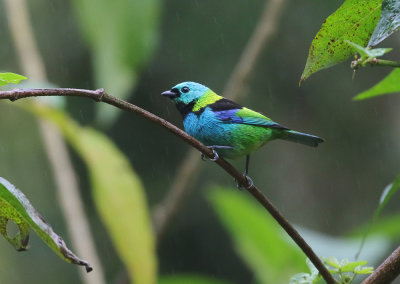 Green-headed Tanager