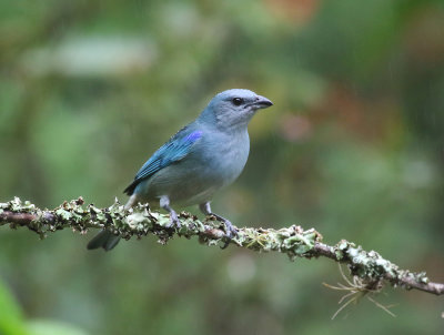 Azure-shouldered Tanager