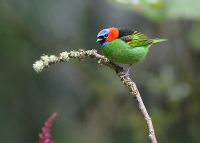 Red-necked Tanager