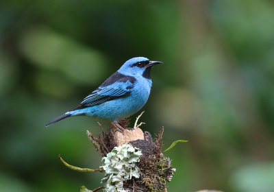 Blue Dacnis