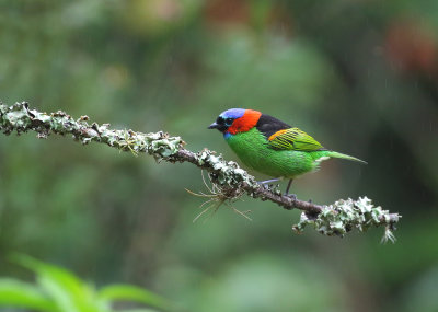 Red-necked Tanager