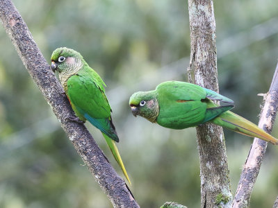 Maroon-bellied Parakeet