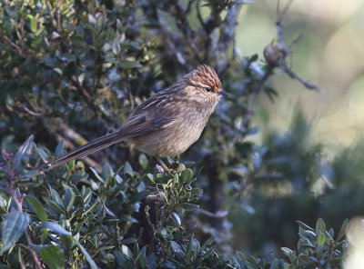 Striolated Tit-Spinetail