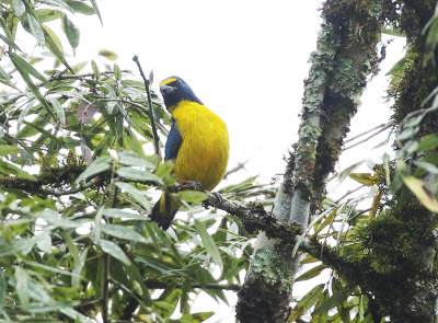 Green-chinned Euphonia