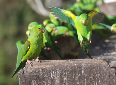 Plain Parakeet