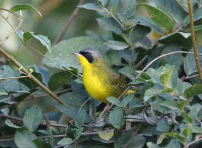 Masked Yellowthroat