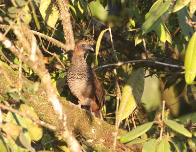 Scaled Chachalaca