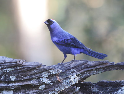 Diademed Tanager