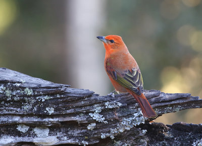 Hepatic Tanager