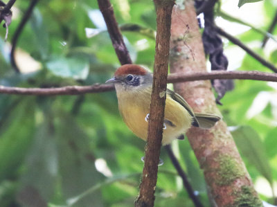 Rufous-crowned Greenlet