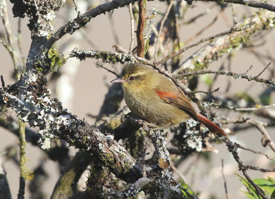 Olive Spinetail