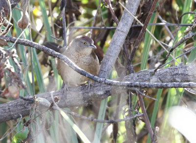 Freckle-breasted Thornbird