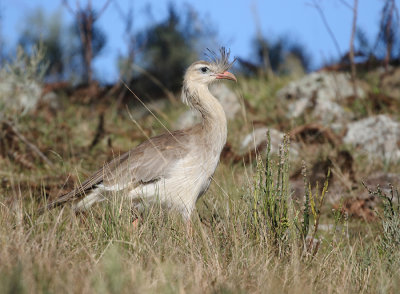 Red-legged Seriema