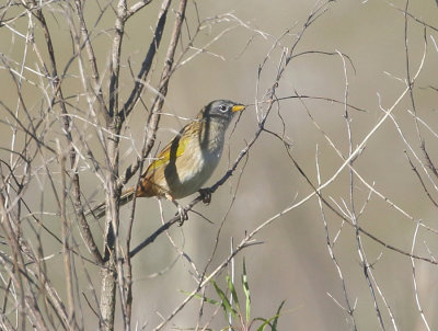 Lesser Grass Finch