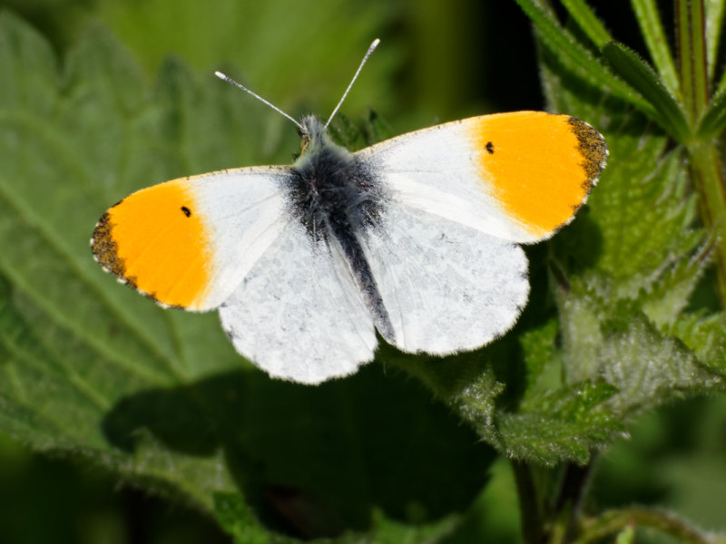 Orange-tip