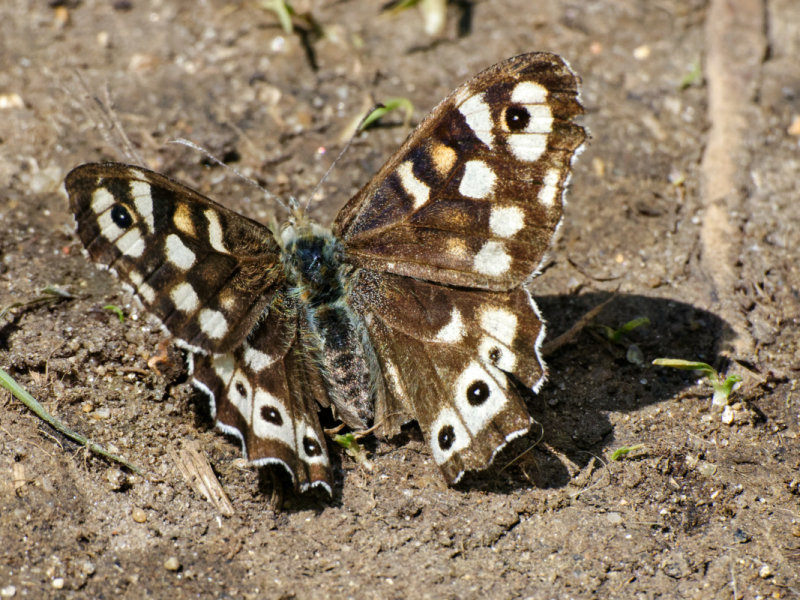 Speckled wood