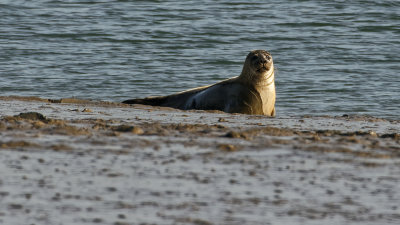 Seal - one of a group of five