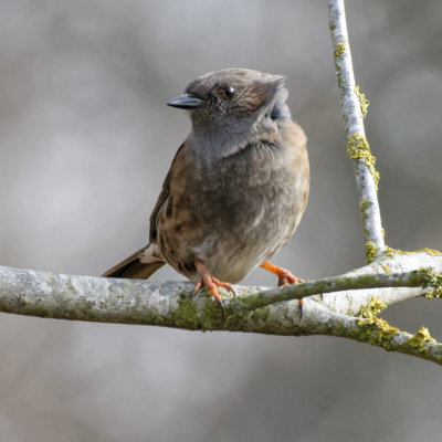 Dunnock