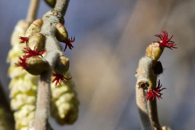 Hazel catkins and flowers