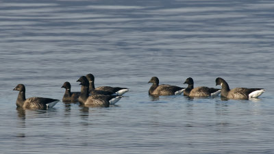 Brent Goose gaggle